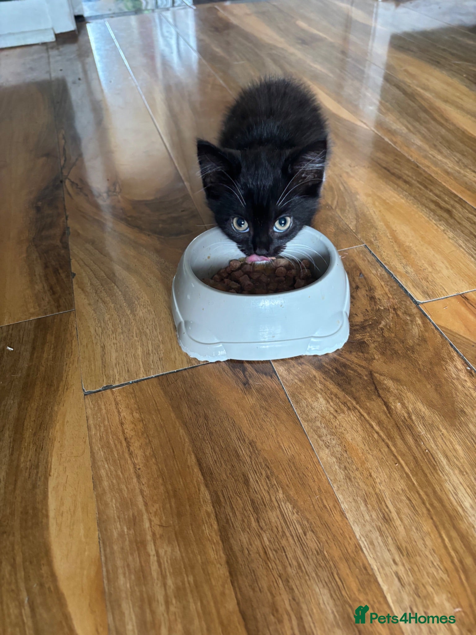 British Shorthair cats British shorthair kittens  - Advert 2