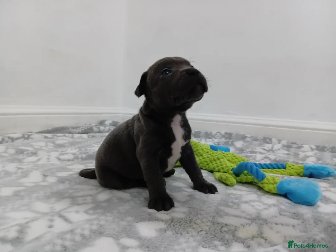 Staffordshire Bull Terrier dogs for sale: Exceptional valglo sired puppies (1 black male) - Advert 2