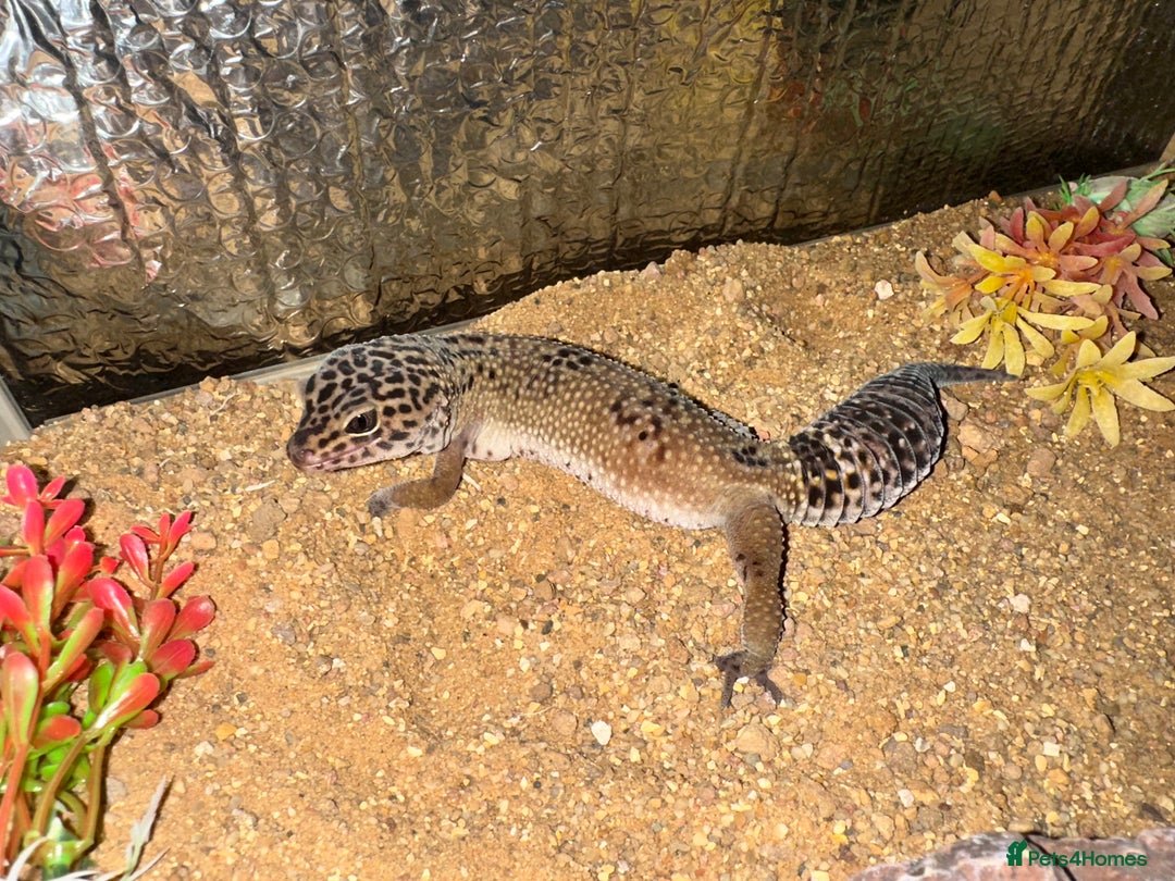 Leopard Gecko reptiles for sale: Beautiful, friendly leopard gecko and full set us - Advert 1