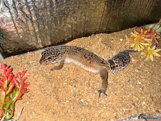 Leopard Gecko reptiles Beautiful, friendly leopard gecko and full set us - Advert 5