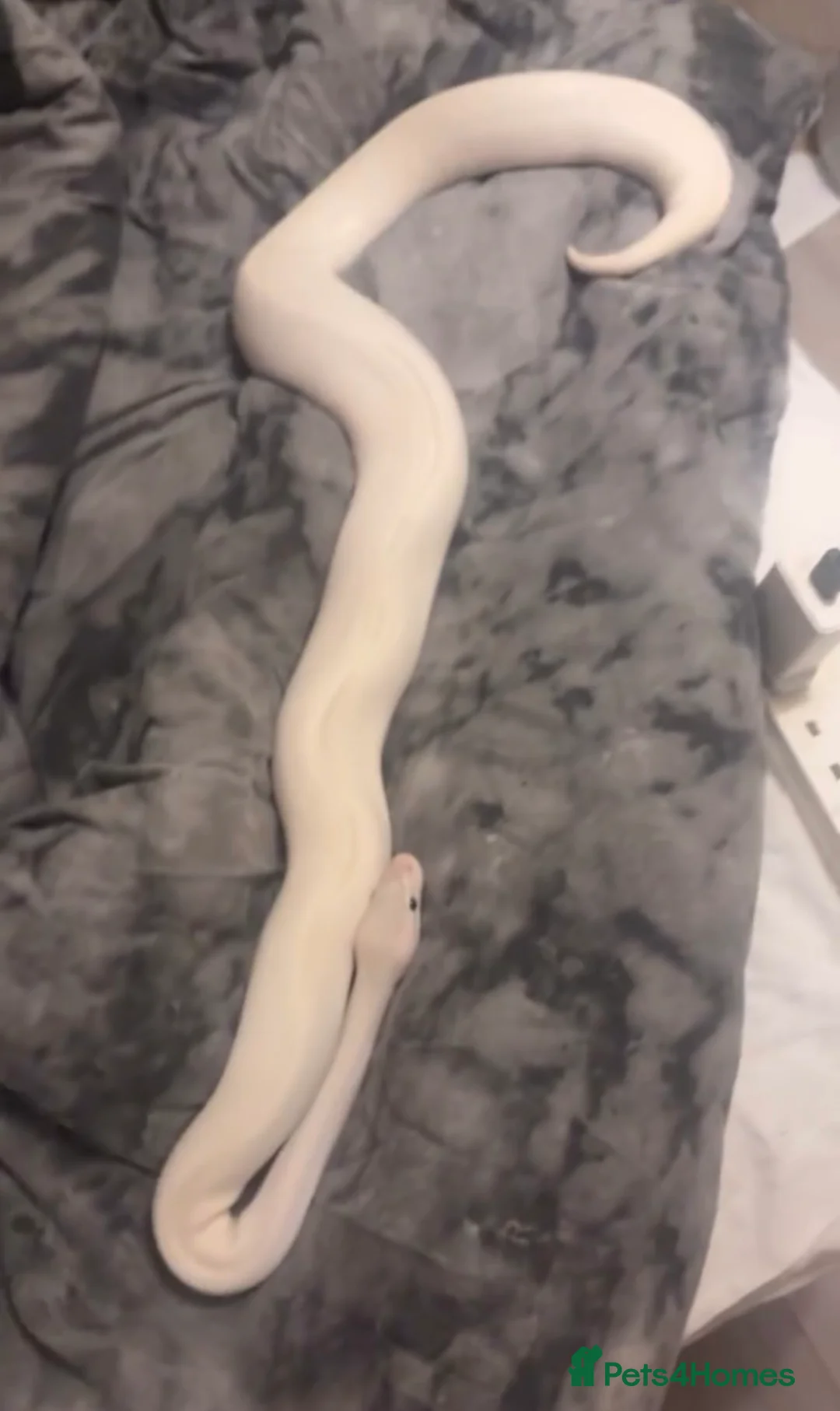 Python Snake reptiles for sale: Ivory ball python with enclosure and decorations in Pontefract - Advert 2