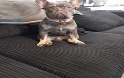 French Bulldog dogs for sale: Female French bulldog  - Image 1