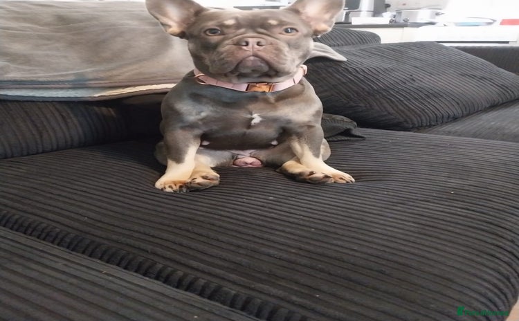 French Bulldog dogs - Advert 1