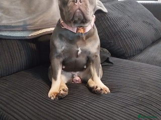 French Bulldog dogs - Advert 10