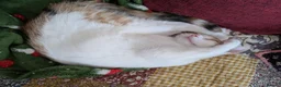 Domestic Shorthair cats for sale: 5.5 Month Old Female Kitten - Juno  in York - Advert 4