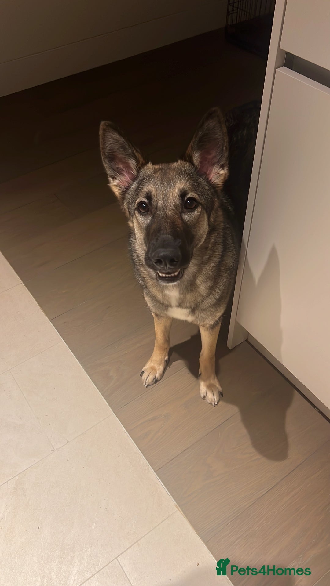 German Shepherd dogs for sale: Rescued  female Working Line German Shephard  - Image 8