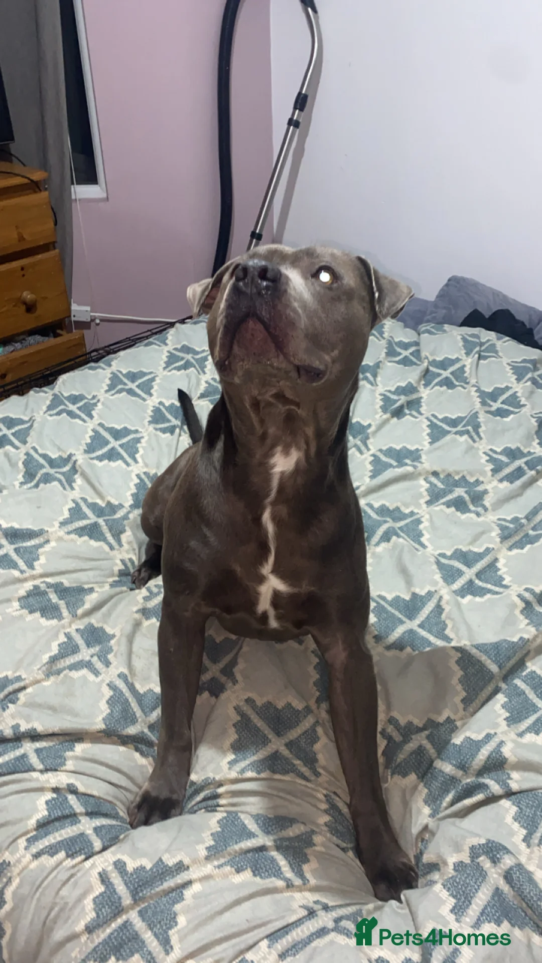 Staffordshire Bull Terrier dogs for sale: Male staff - Advert 2