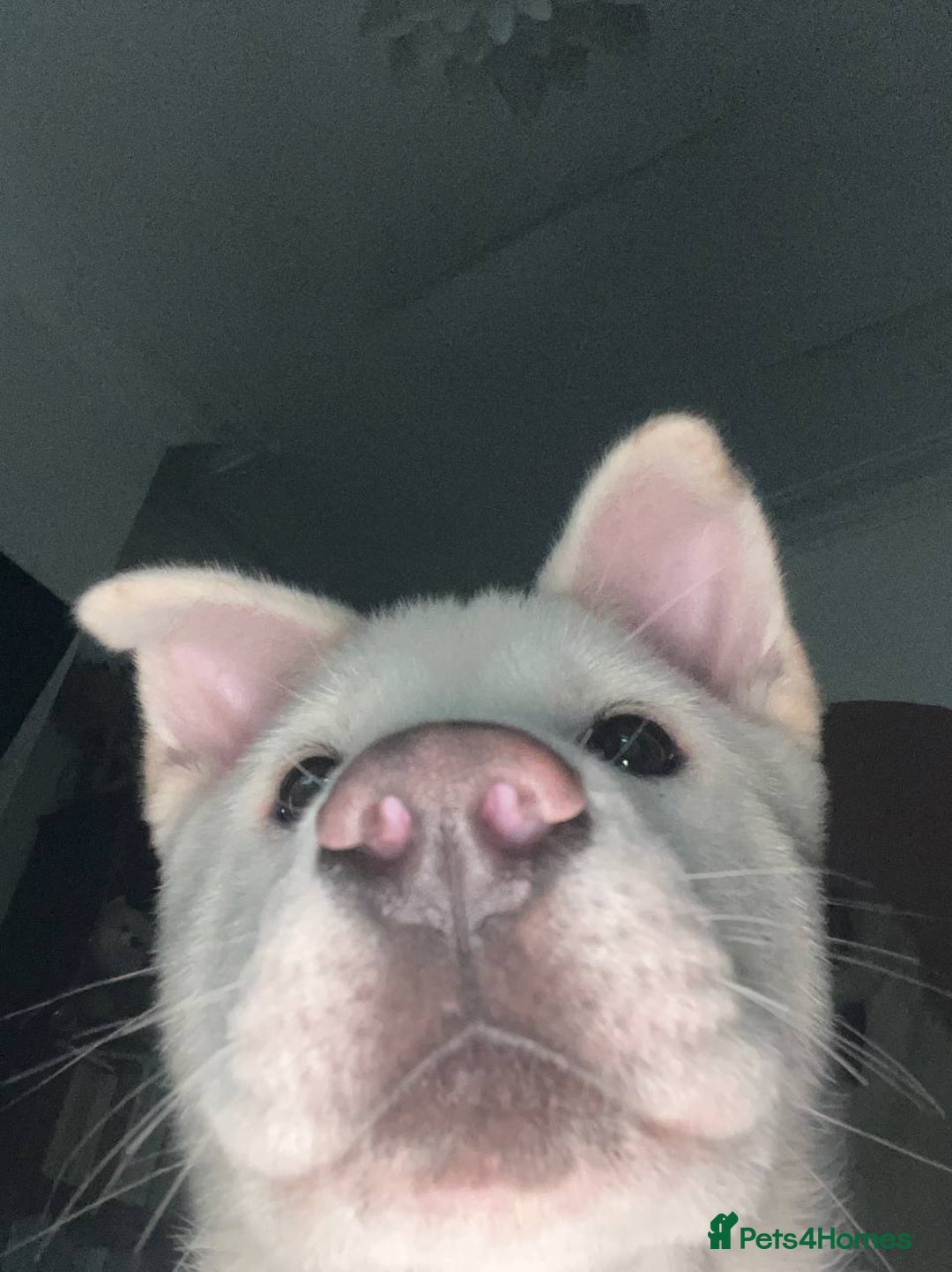 Akita dogs for sale: Akita looking for a home - Image 2