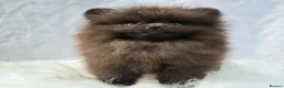 Pomeranian dogs for sale: ✨ Tiny Teddy Face Pomeranian Puppies 🐻✨ - Advert 4