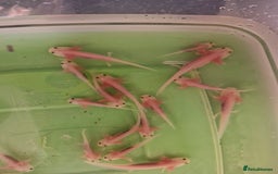 Pond Fish fish for sale: Juvenile Axolotils - Image 4