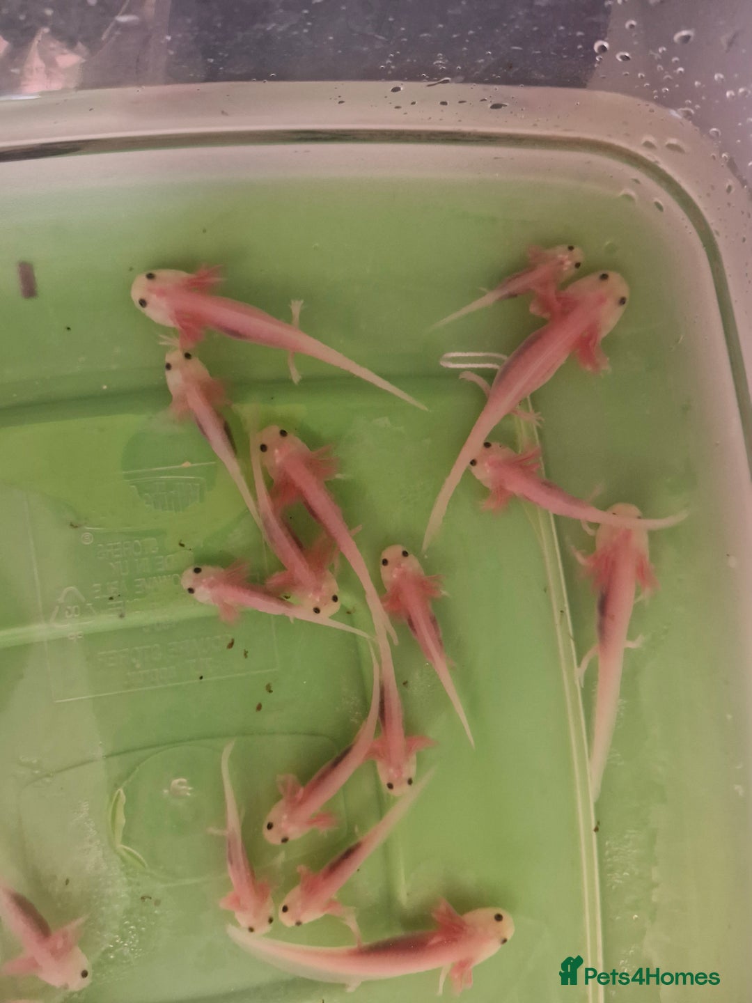 Pond Fish fish for sale: Juvenile Axolotils - Image 4
