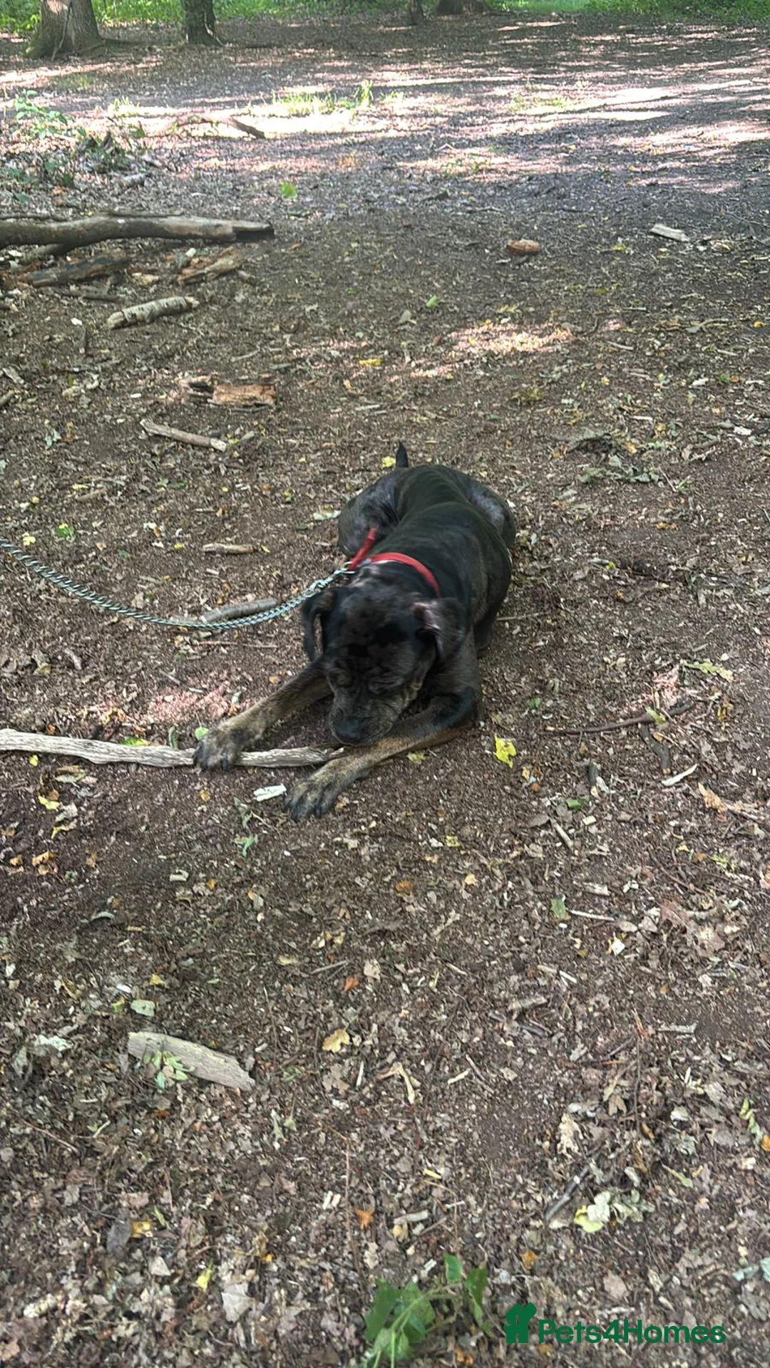 Bullmastiff dogs for sale: Dotty looking for her forever home  - Advert 2