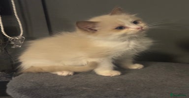 Ragdoll cats Seal mink female  - Advert 13