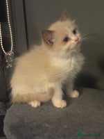 Ragdoll cats Seal mink female - Advert 5