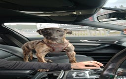Mixed Breed dogs for sale: Cali the lurcher xmali - Image 5