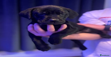 Mixed Breed dogs - Advert 3