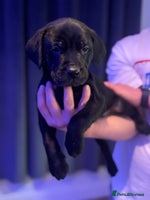 Mixed Breed dogs - Advert 6