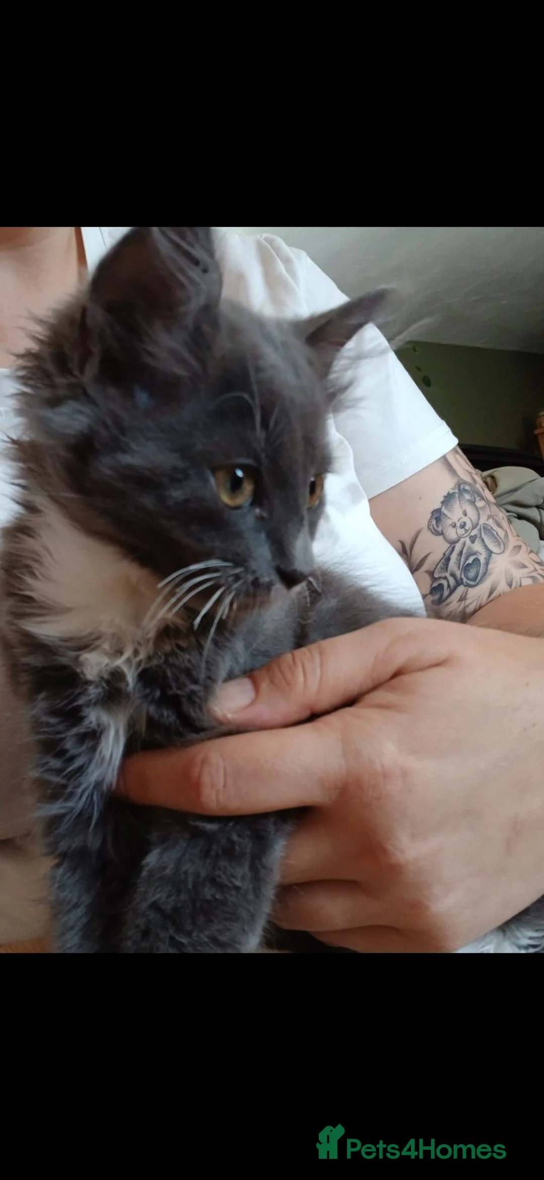 Maine Coon cats for sale: Maine Coon X British Shorthair in Poole - Advert 16