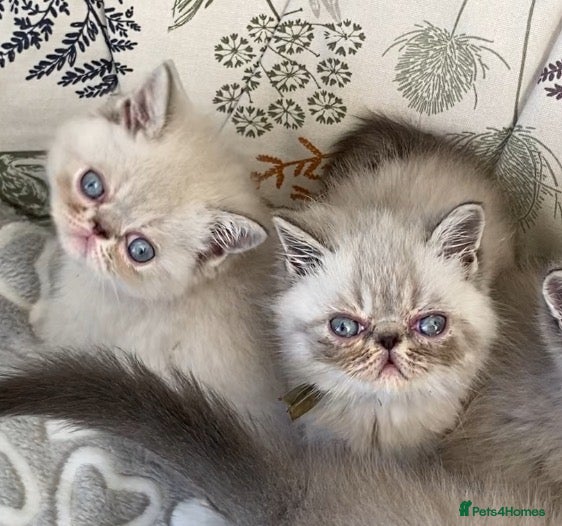 Exotic cats GCCF Registered Colour Point Kittens £950 - Advert 11