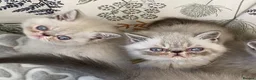 Exotic cats for sale: GCCF Registered Colour Point Kittens £950 - Advert 6