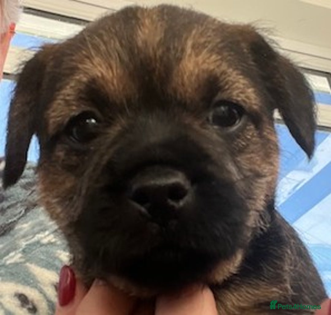 Border Terrier dogs for sale: 2 Beautiful Border Terrier Bitches - NOW RESERVED - Advert 12