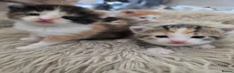 Mixed Breed cats for sale: look at all those tiny fluffballs!  - Advert 21