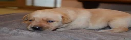 Labrador Retriever dogs for sale: Stunning Working Pedigree Labrador Puppies  in Boston - Advert 8