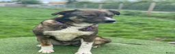Mixed Breed dogs for adoption: BLOSSOM 🌸  - Advert 2