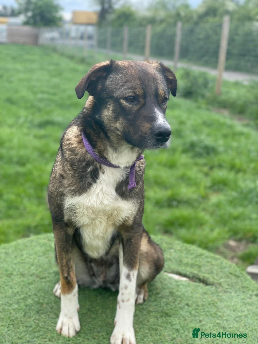 Mixed Breed dogs for adoption: BLOSSOM 🌸  - Advert 2