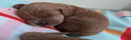 Cavapoo dogs for sale: BEAUTIFUL F1B CAVAPOO PUPPIES  - Advert 27