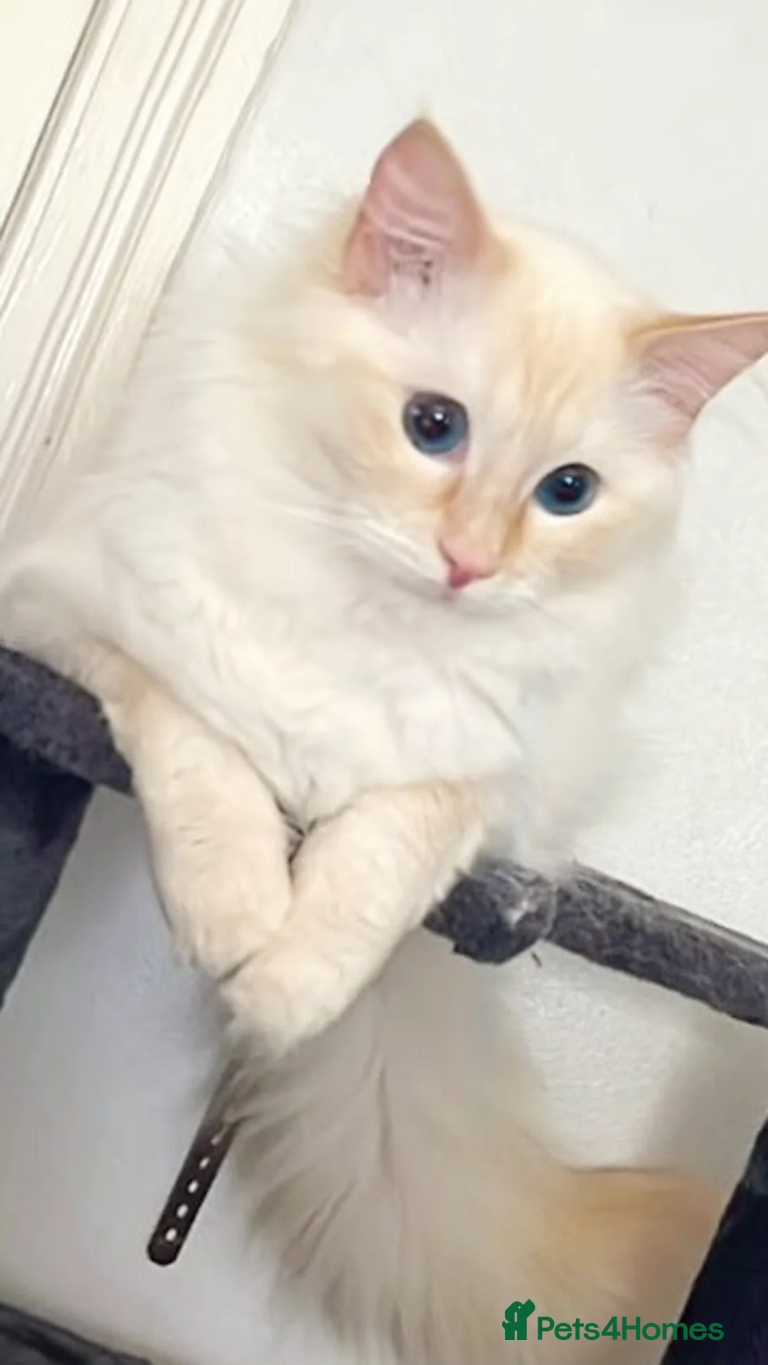 Ragdoll cats for stud: 🔥🔥Exceptional flame point.🔥🔥 - Advert 1
