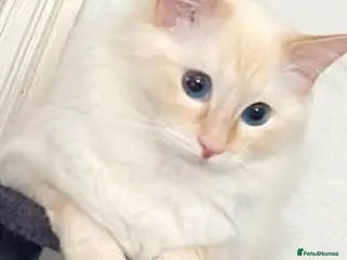 Ragdoll cats 🔥🔥Exceptional flame point.🔥🔥 - Advert 2