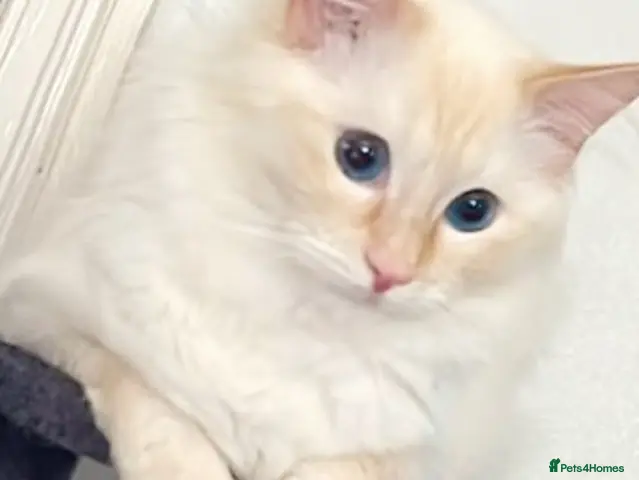 Ragdoll cats 🔥🔥Exceptional flame point.🔥🔥 - Advert 2