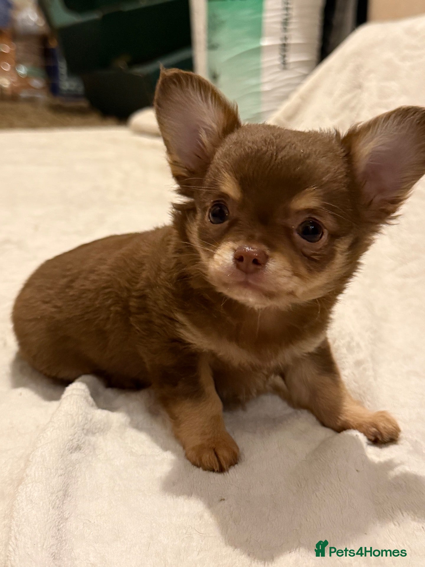 Chihuahua dogs kc reg long coat chihuahua boys available  - Advert 2