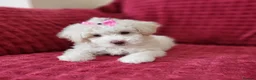 Poochon dogs for sale: Poochon READY TO GO - Advert 36