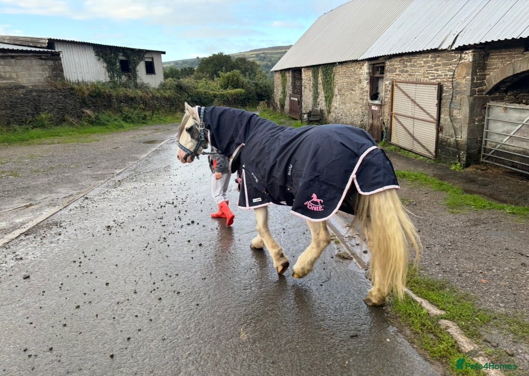Miniature horses for sale: Children’s Lead Rein Pony - Advert 4