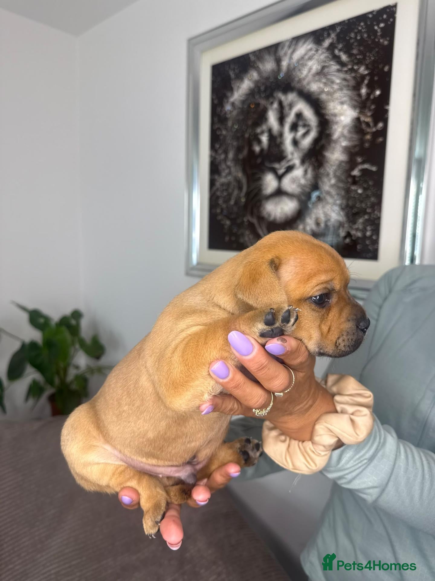 Staffordshire Bull Terrier dogs Red Staffordshire bull Terrier male  - Advert 2