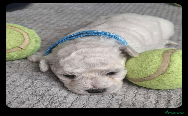 Bichon Frise dogs - Advert 1