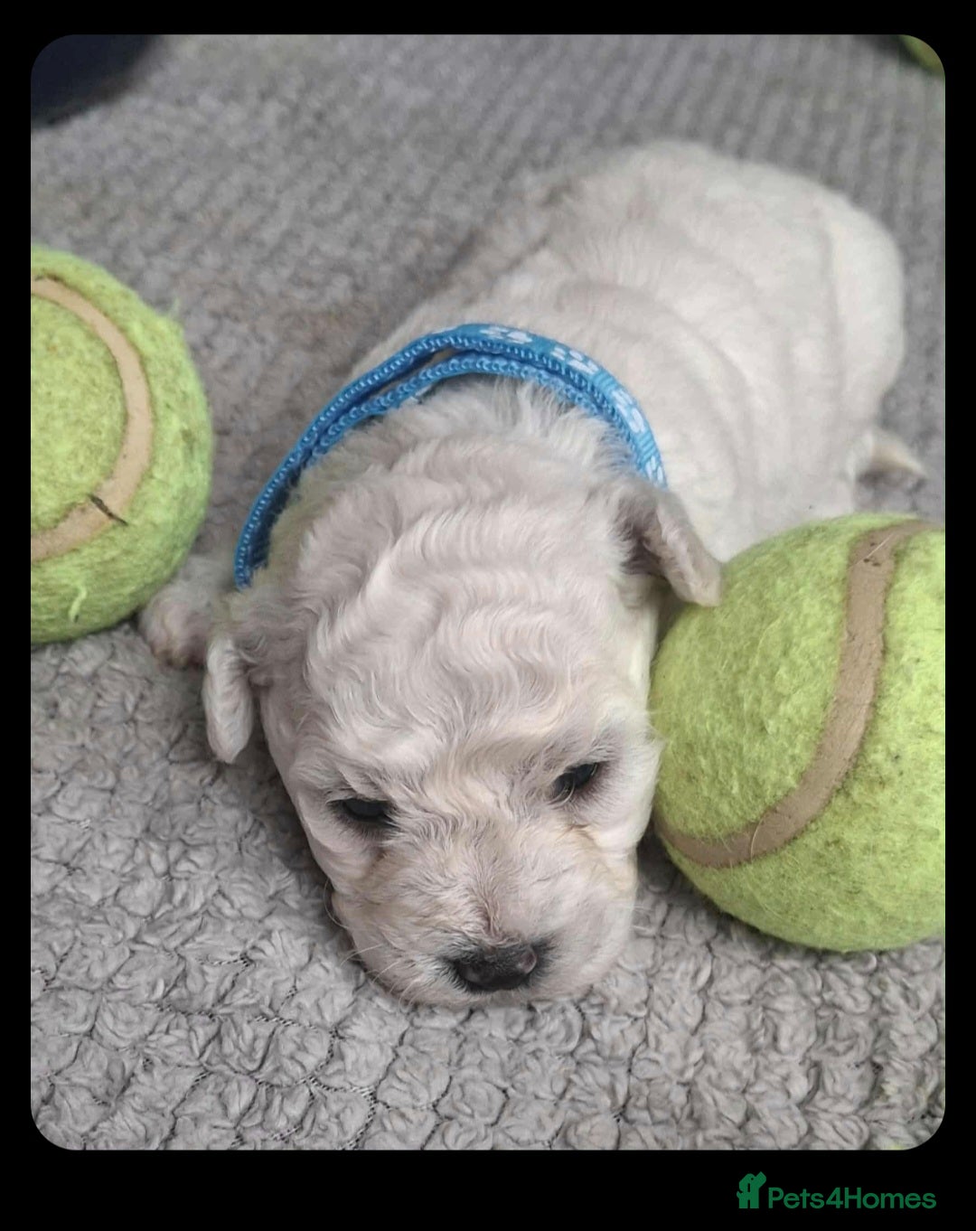 Bichon Frise dogs for sale: Beautiful Bichon Frise Litter 3M/1F – Puppy Pack - Image 1