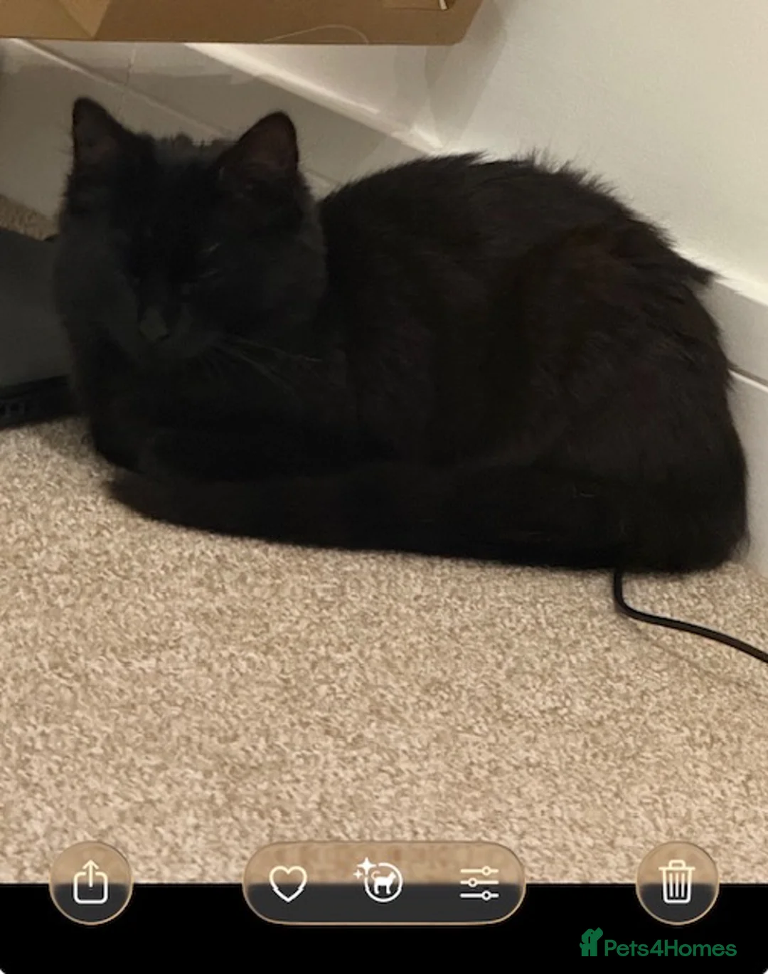 British Longhair cats for sale: 2 Female Kittens - Advert 2