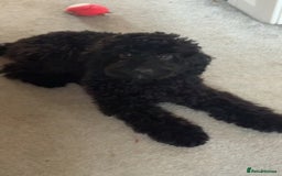 Cockapoo dogs for sale: Ronnie the cockapoo - Image 2