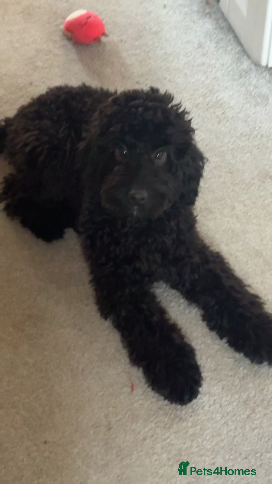 Cockapoo dogs for sale: Ronnie the cockapoo - Image 2