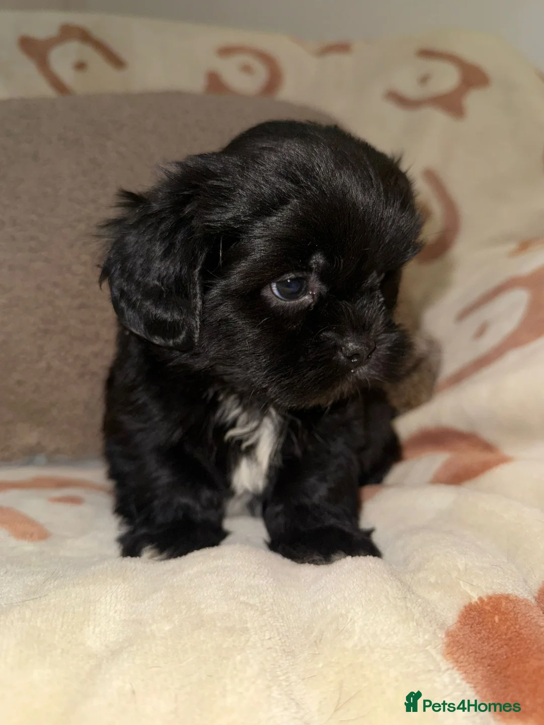 Shih Tzu dogs for sale: Stunning Black Shih Tzu Puppies - Advert 28