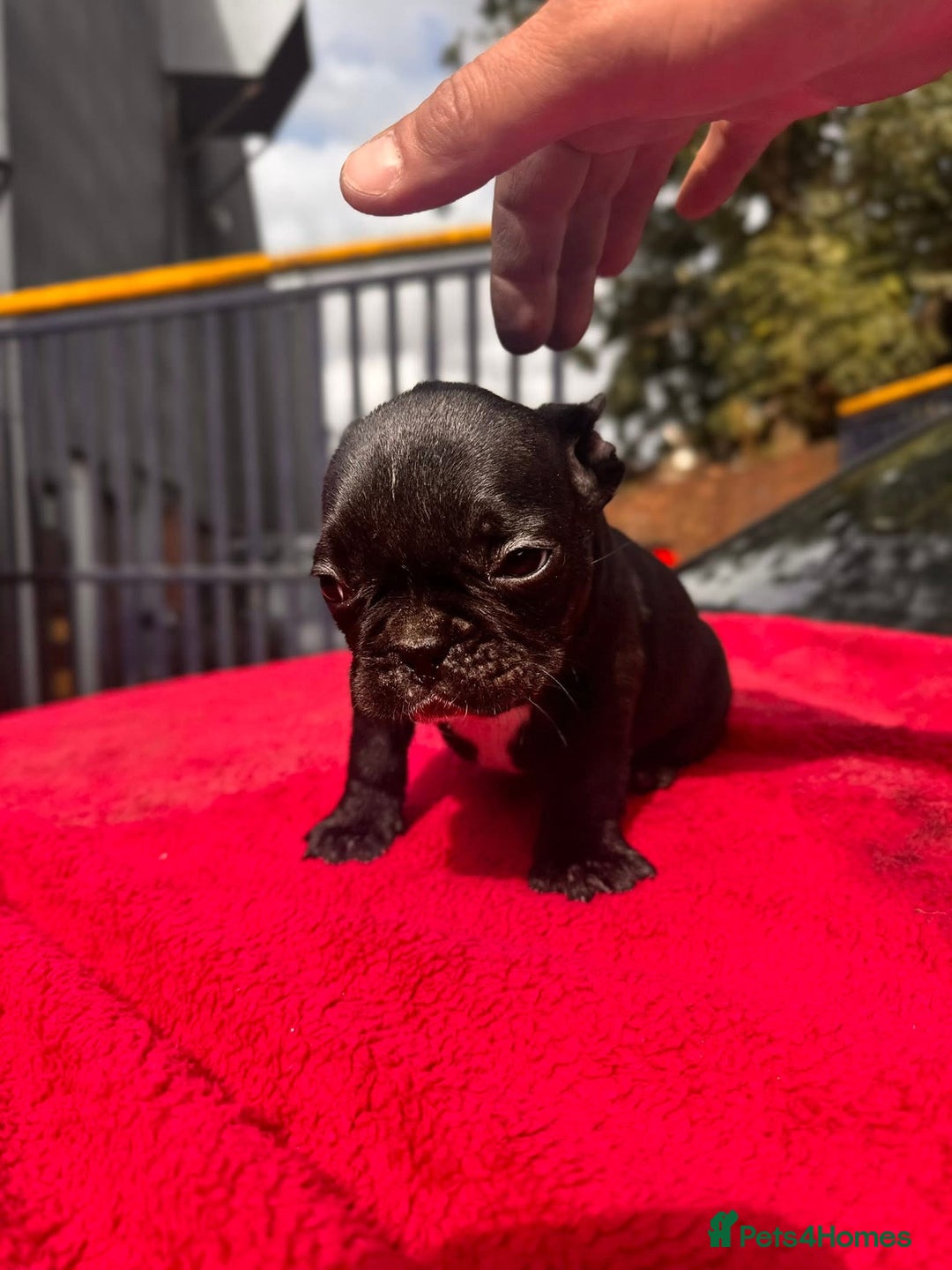 French Bulldog dogs for sale: French bulldog  - Image 5