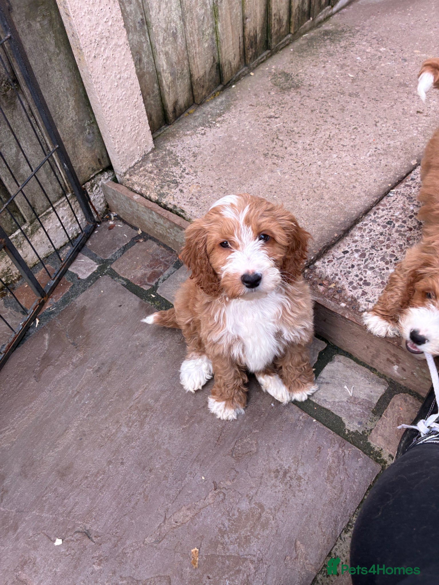 Cockapoo dogs Beautiful f1 cockapoo - Advert 16