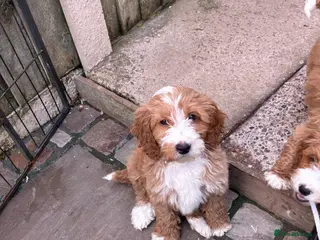 Cockapoo dogs Beautiful f1 cockapoo - Advert 16