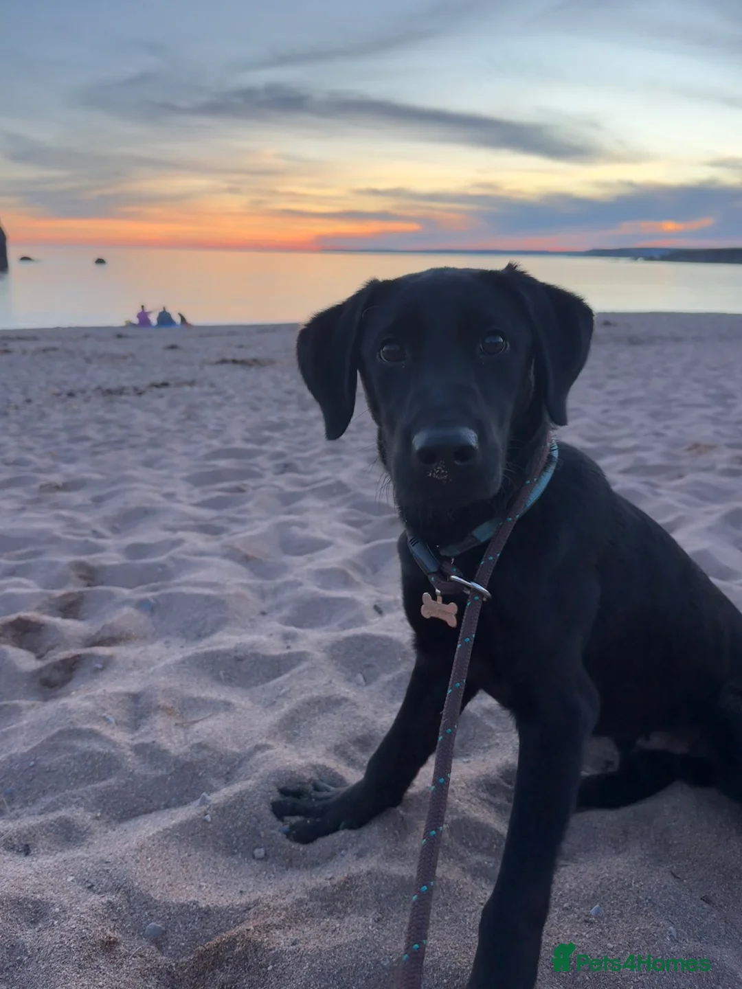 Labrador Retriever dogs for sale: ZEUS Labrador puppy in Plymouth - Advert 2