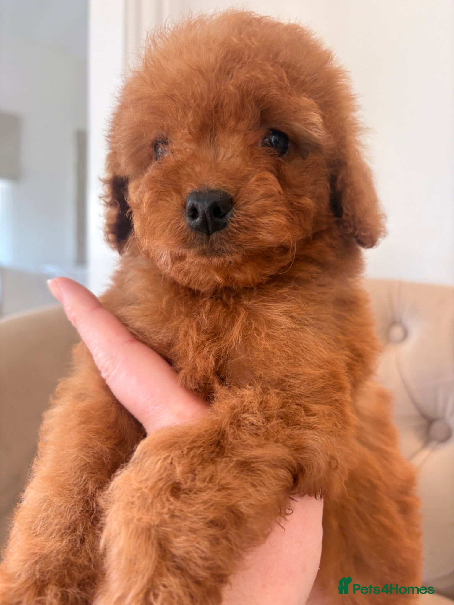 Cockapoo dogs LICENSED BREEDER QUALITY HEALTH TESTED COCKAPOOS - Advert 2