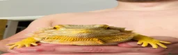 Bearded Dragon reptiles for sale: Beautiful female bearded dragon - Advert 2
