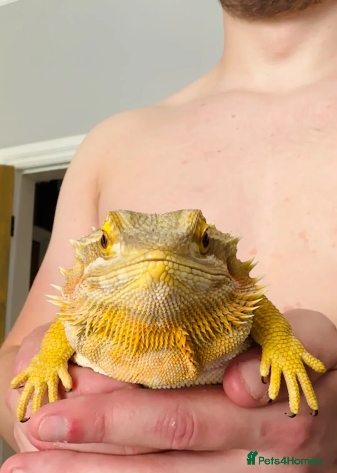 Bearded Dragon reptiles for sale: Beautiful female bearded dragon - Advert 2